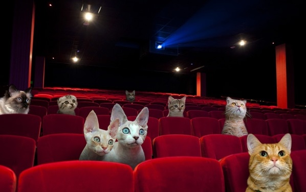 cats at cinema